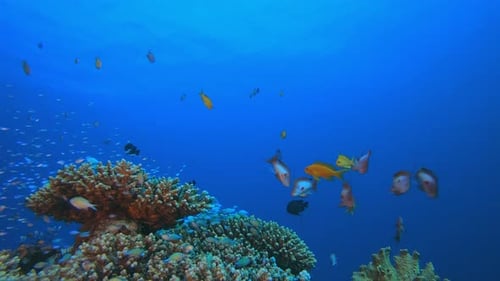 Underwater Scene and Blue-Green Fish