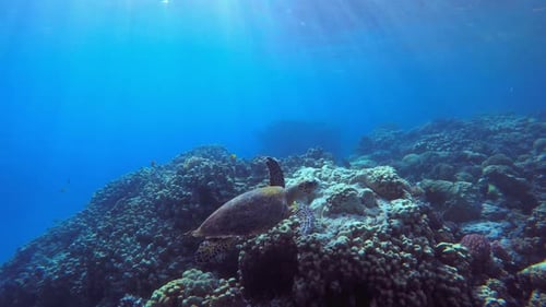 Sea Turtle Swimming Near Coral Reef