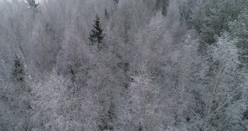 Winter Landscape Forest