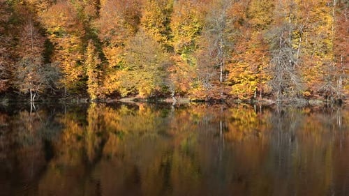 Reflection of Autumn Colors on the Lake Surface in the Fantastic Calm Forest