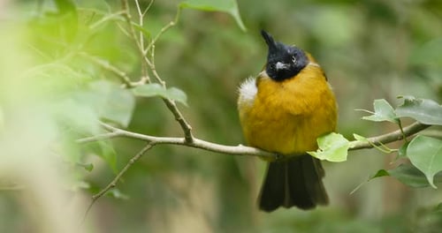 Bulbul amarillo con cresta negra