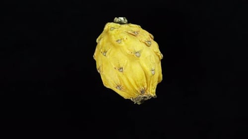 Close Up of Ripe Yellow Dragon Fruit