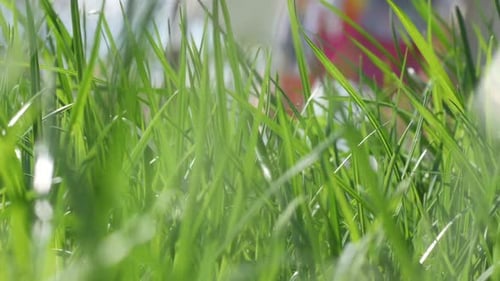 Green Grass