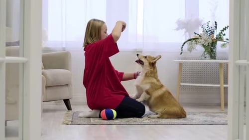 Girl Giving Treat to Corgi Dog Indoors