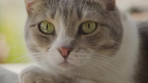 Close Up of a Grey and White Cat