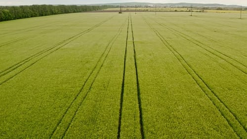 Aerial Drohne View Flug über grün blühendes Rapsfeld mit Linien von Traktorbahnen