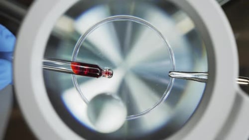 Gota de sangre bajo el microscopio