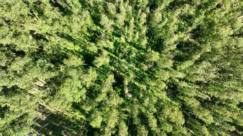 Eucalyptus forest at countryside rural scenery.