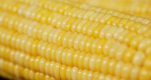 Close up of yellow corn on the cob