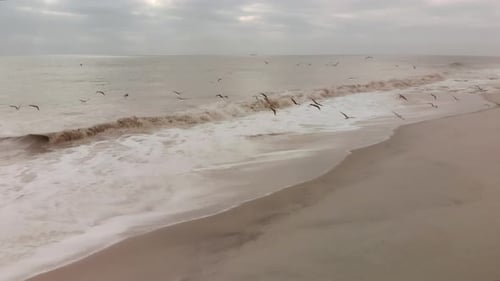 Birds Fly Over Waves on a Beach
