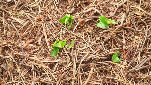 Ants Building Nest in Forest