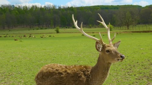 Majestic Deer Grazing in a Sunny Meadow