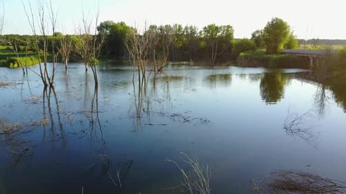 Dead Trees Flooded in Water. Aerial shot of the dead tree by the lake with the beautiful blue sky