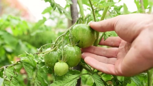 Green tomatoes
