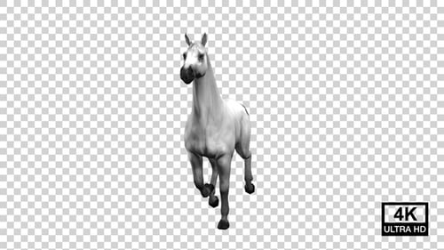 Horse Running Front View