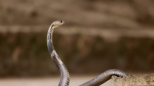 Indian Spectacled Cobra Snake Venomous with Its Hood Lat