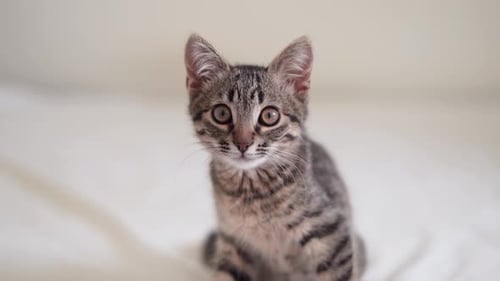 Close Up of Domestic Small Tabby Kitten with Big Eyes