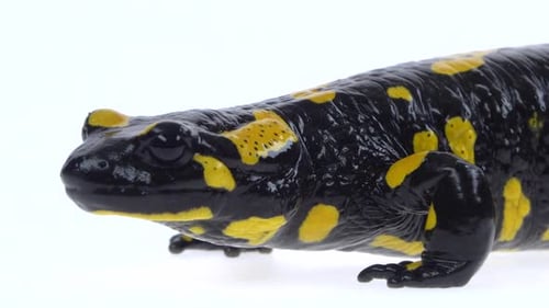 Close-Up of Black and Yellow Spotted Salamander