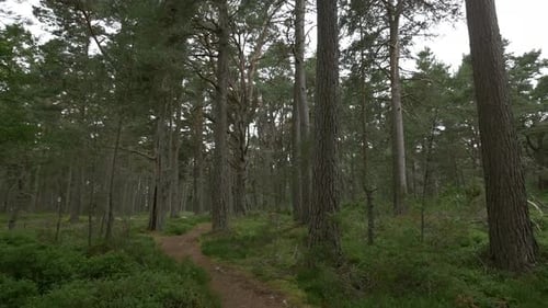 A trail in a forest