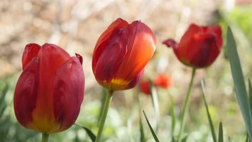 Red Tulips Blooming in Spring Garden