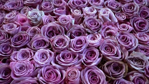 Natural Roses Background
