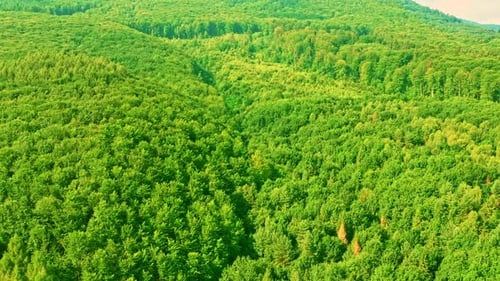 Aerial View on Tree Tops in Highland
