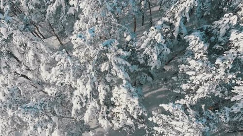 Flying Over the Snowy Tops of Trees of a Winter Pine Forest on a Sunny Day