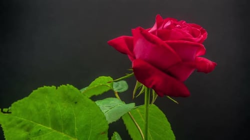 Red Rose Bloom Time Lapse Close Up