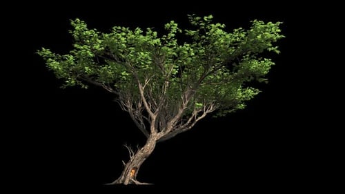 Tree With Alpha Channel