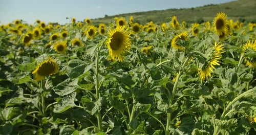 Yellow Sunflowers