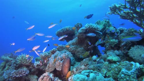 Vibrant Coral Reef with Colorful Fish Swimming
