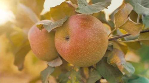 Apples on Branch at the Sunset