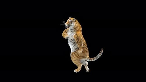 Tiger Tanzen 4K