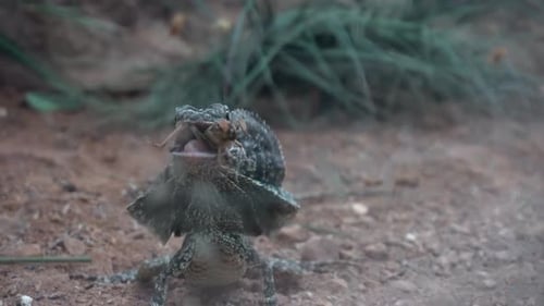 Lézard Manger De Gros Plan