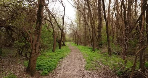 Walkway in the Early Spting Forest, Drone Point of View