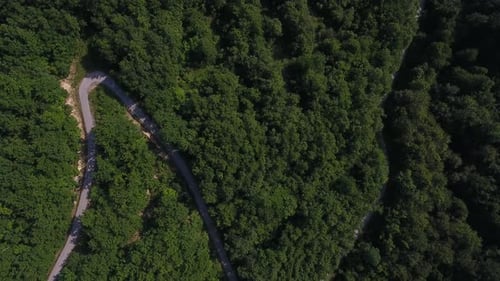 Curvy Road In A Forest