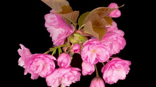 Pink Cherry Blossom Flowers Blooming on Black Background