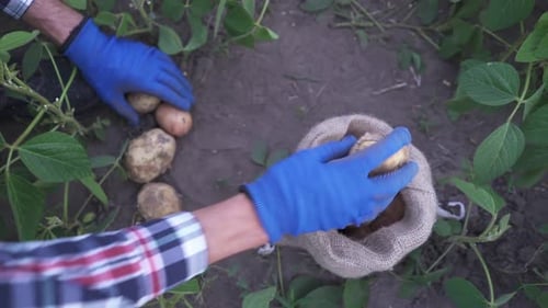 Potato Harvest Close Up Fresh Organic Potatoes in the Field