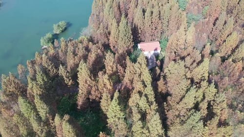 Autumn forest