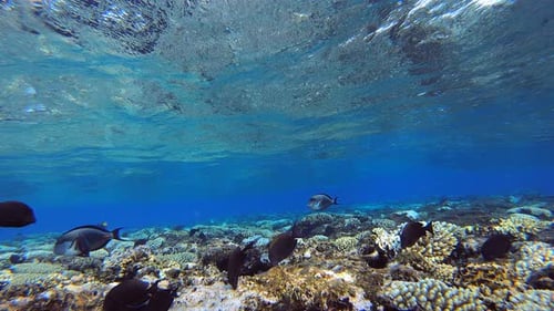 Fische schwimmen unter Wellen