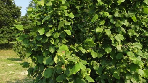 Green Hazelnut Trees Growing on a Sunny Day
