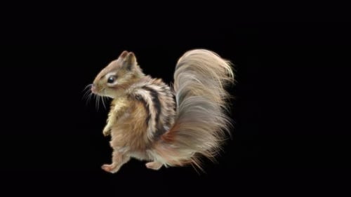77 Chipmunk Tanzen 4K