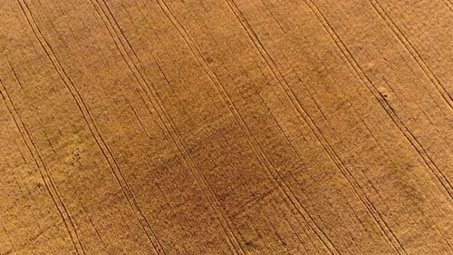 Flying Over Field of Yellow Ripe Wheat Dawn Sunset