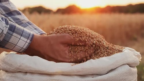 Hands Holding and Pouring Grain in Field at Sunset