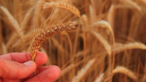 Ripe Barley Between Farmer Fingers