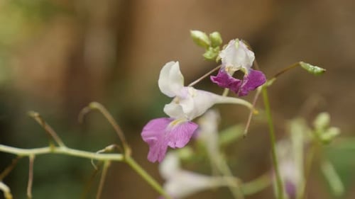 Balsam du Cachemire Impatiens balfourii fleurit dans le jardin, images 4K