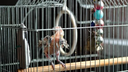 Young Featherless Parakeet Standing in Bird Cage