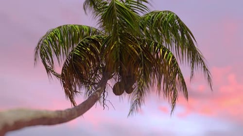 Animated Tropical Palm Tree Swaying at Sunset