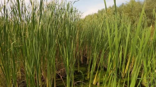Wild Wetland with the Grass and Reeds in Forest. Concept of Nature