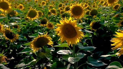 Sunflowers Bloom in the Field